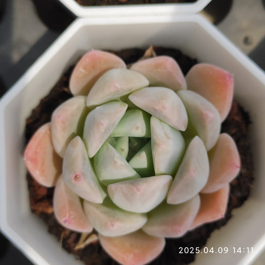 YBB064 サブリム(7cm pot)