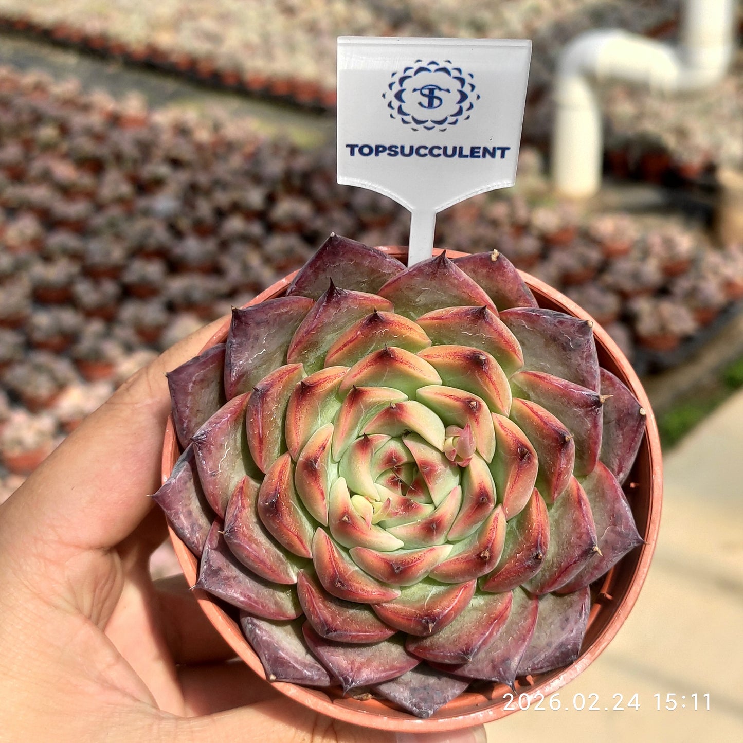 15947 ファイヤーピラー