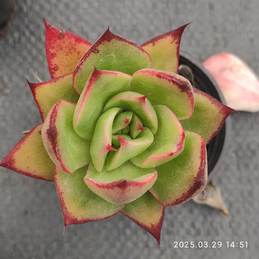 MMT498 ファイヤーバード(5.5cm pot)