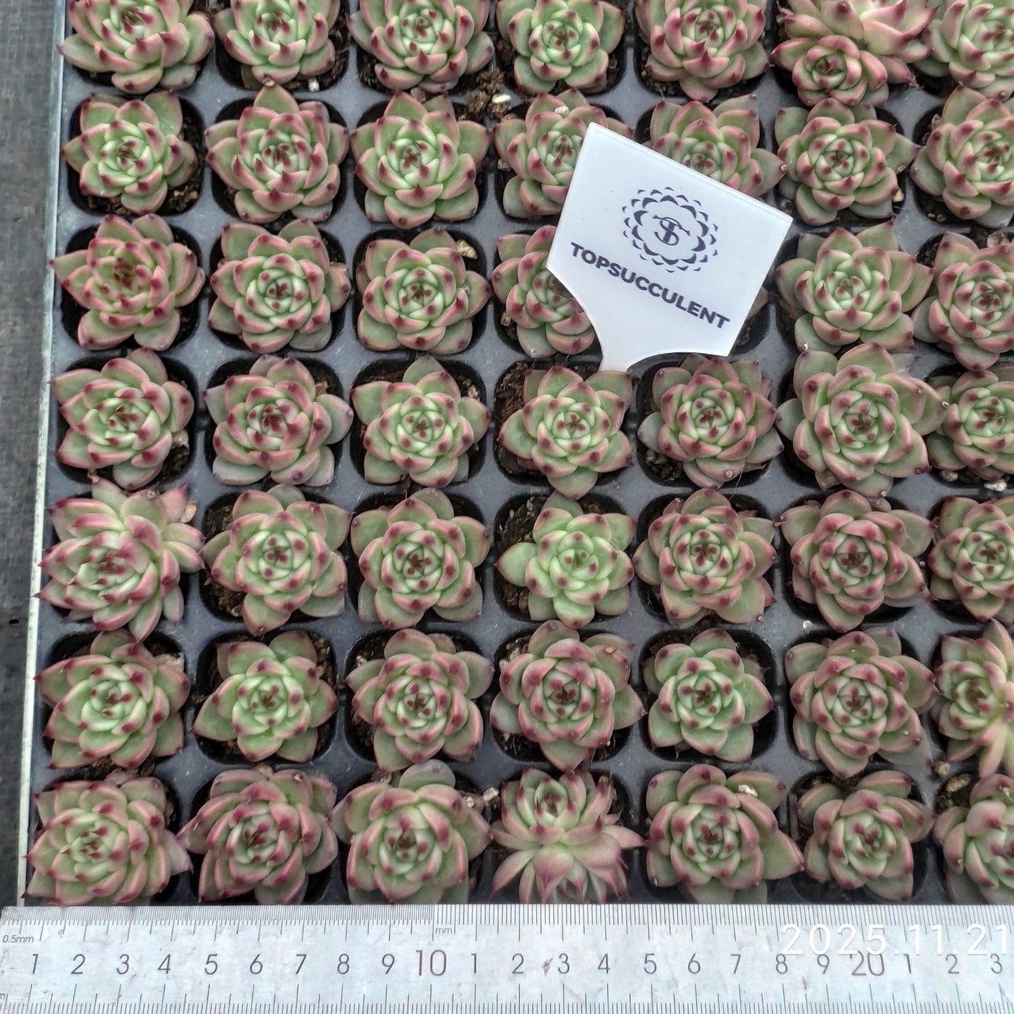 22130  トスカーナ（3cm pot）（ポット苗）