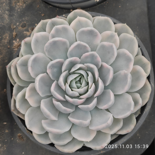 22320 スノーボール 錦（9cm pot）