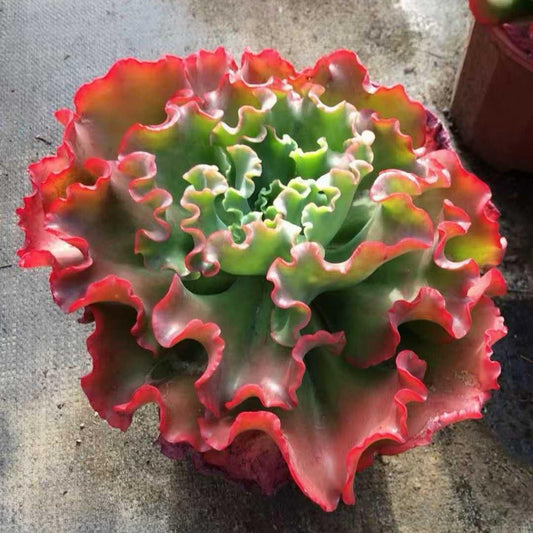 25761 タカサゴノオキナ