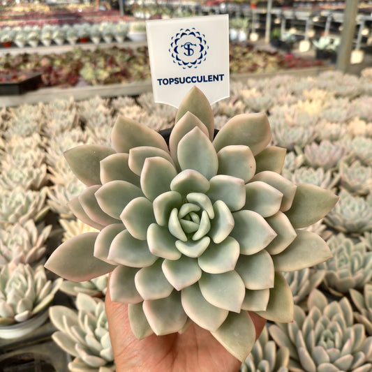 21307 オパリナ錦