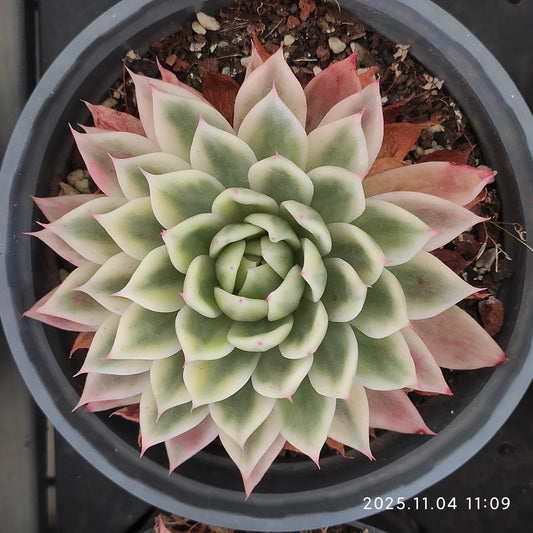 22267 バタフライ錦（11cm pot）