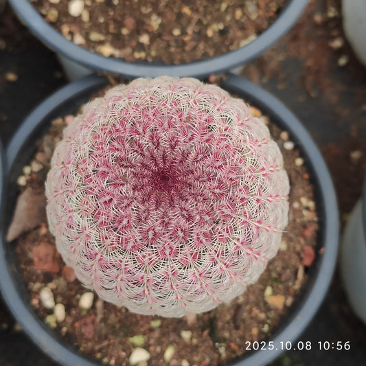 DMC069 胴太紫太陽（7cm pot）