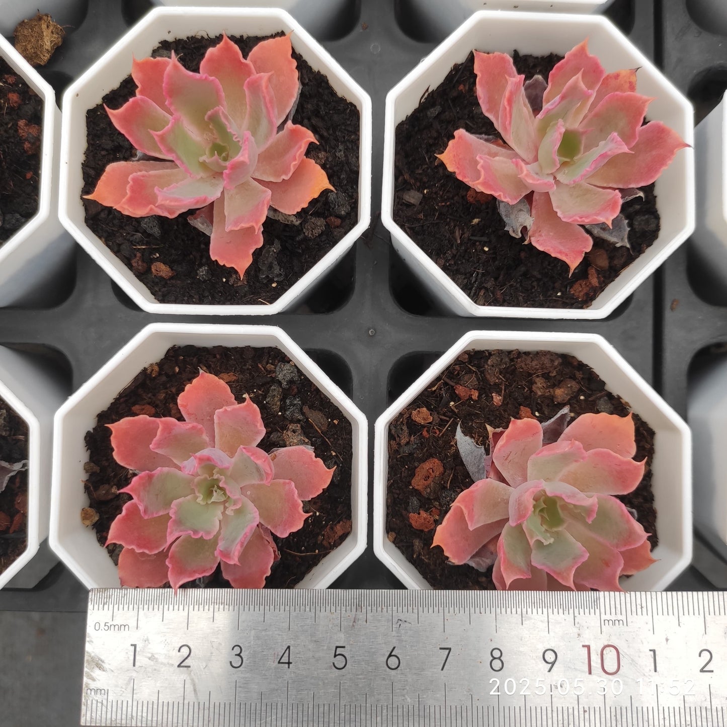 YBB257 ネオンブレイカー（7cm pot）