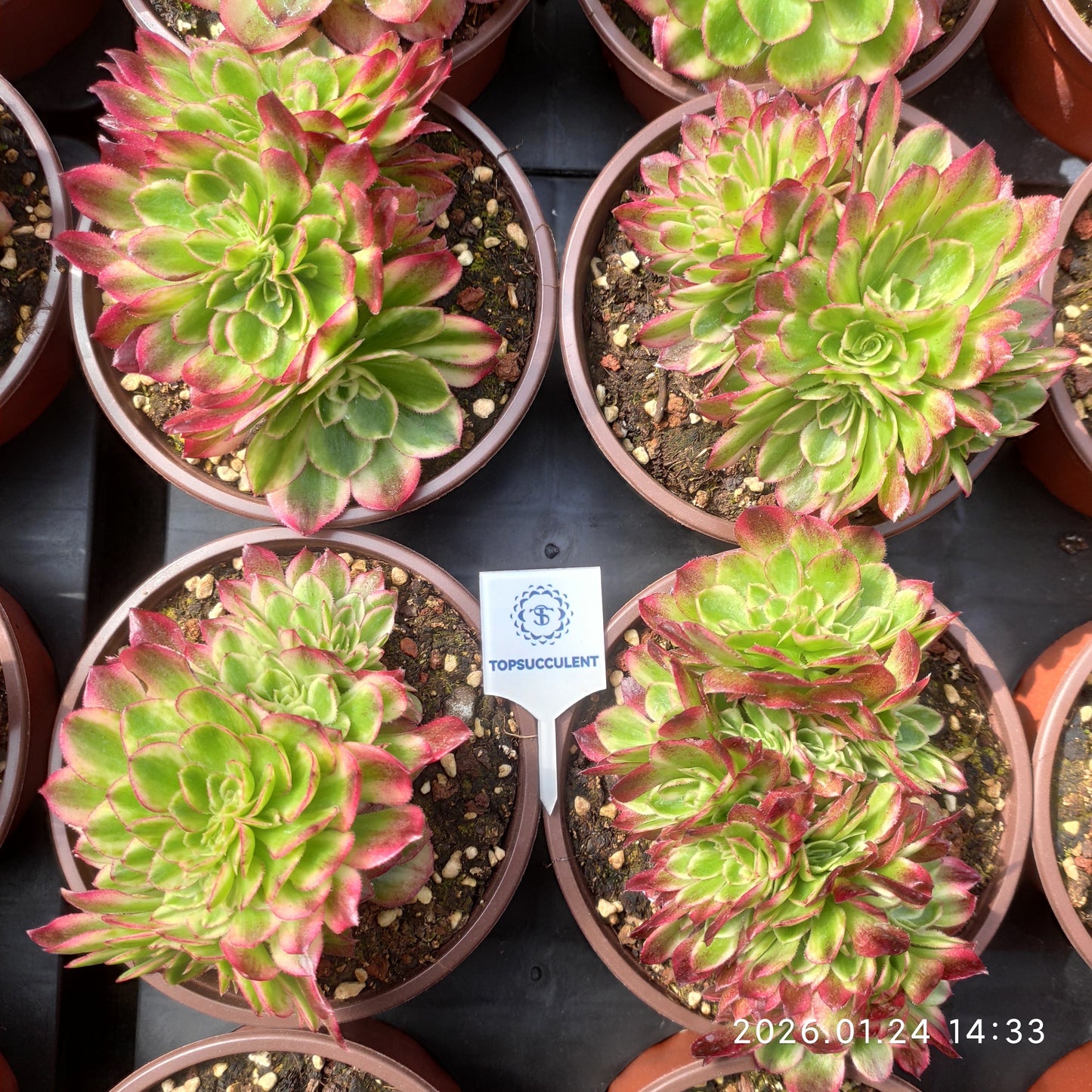 25495 ミリオン　ワイト綴化