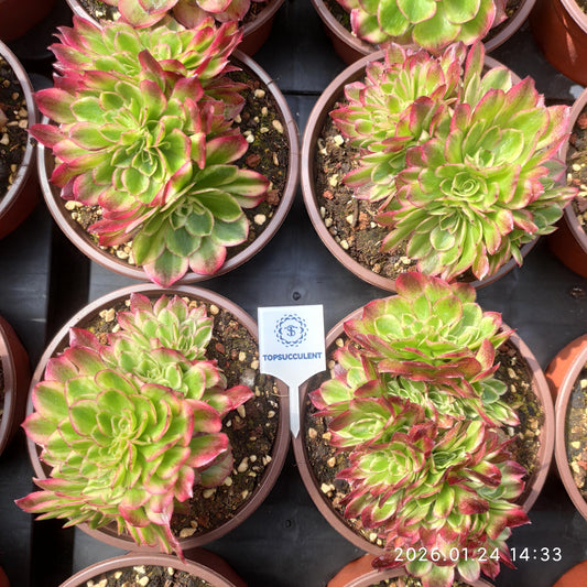 25495 ミリオン　ワイト綴化