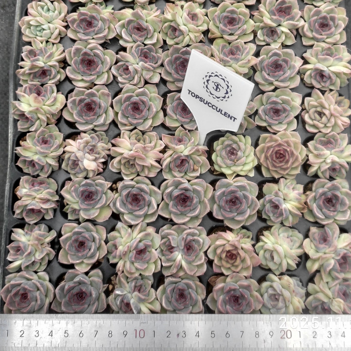 22144  ブラックローズ（3cm pot）（ポット苗）