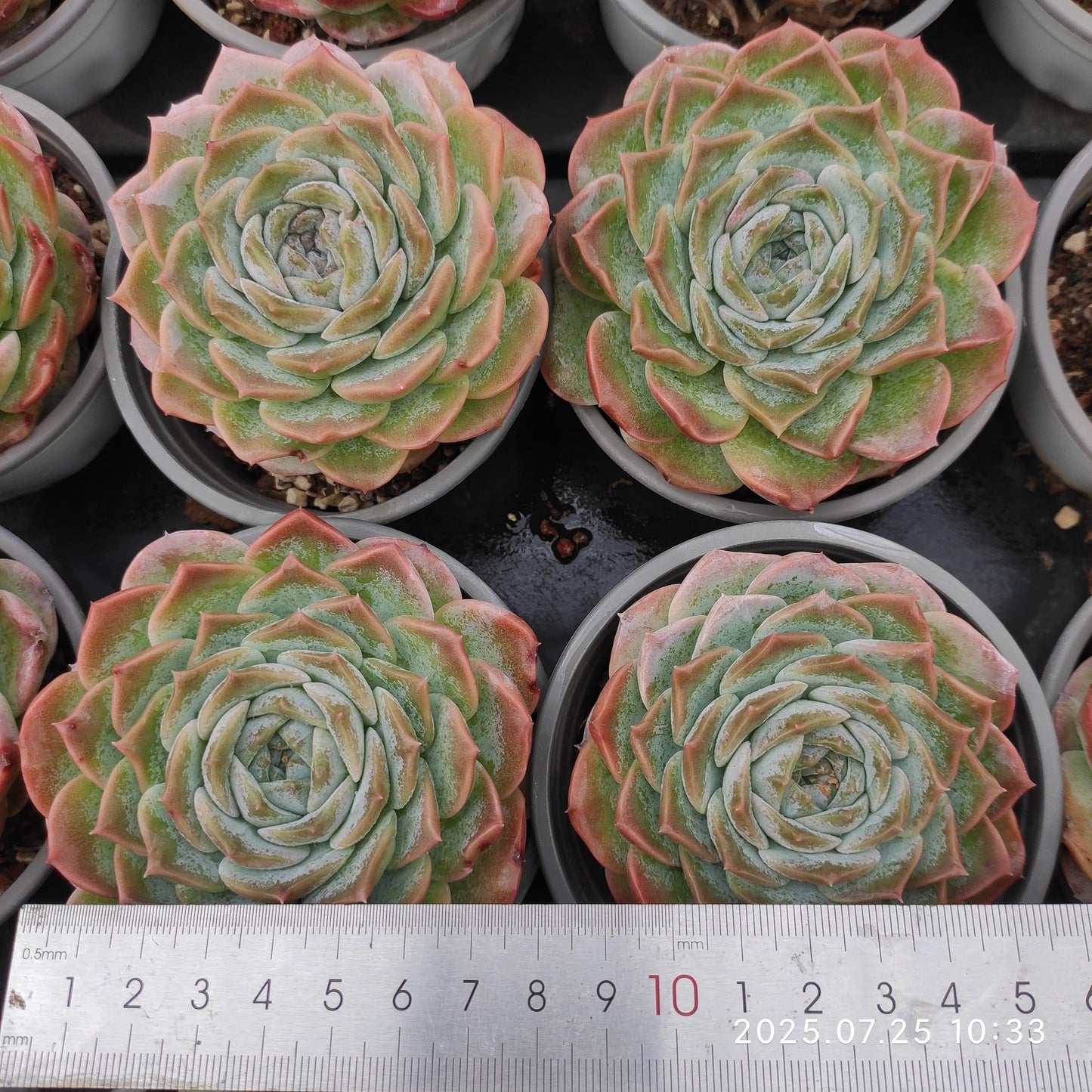 NGN267 ピュアラブ (9cm pot)