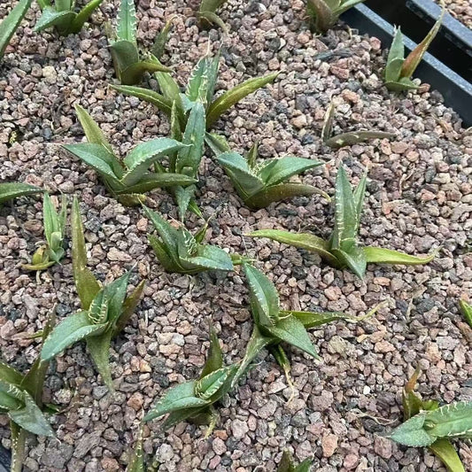 MH312 アガベ チタノタ 毒蛇（5cm pot）