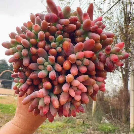 23633 ファット　スターHyb（14cm pot）