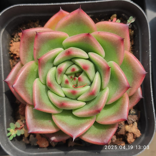 ZZA161 レッドキュートドラゴン(7cm pot)