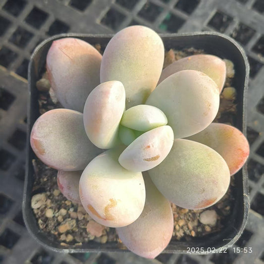 HH161 ウォーリーケートカバナ(6.5cm pot)