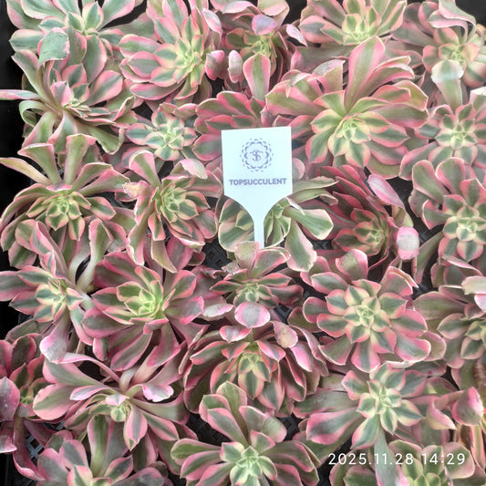 22977 ウィッチ（カット苗）（14cm pot）