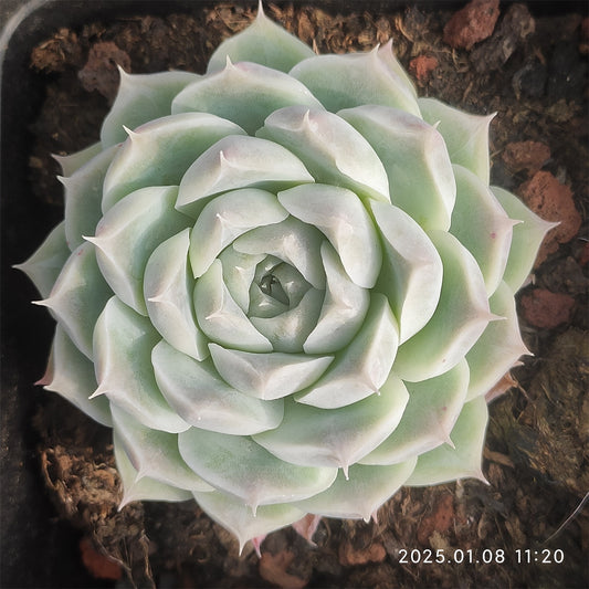 DQ094 ヒューミリス （7cm pot）