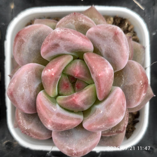 MMY976 ピンクシャンペーン（5.5cm pot）