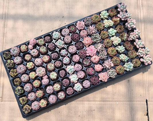 105穴鍼灸プレートの組み合わせ 19