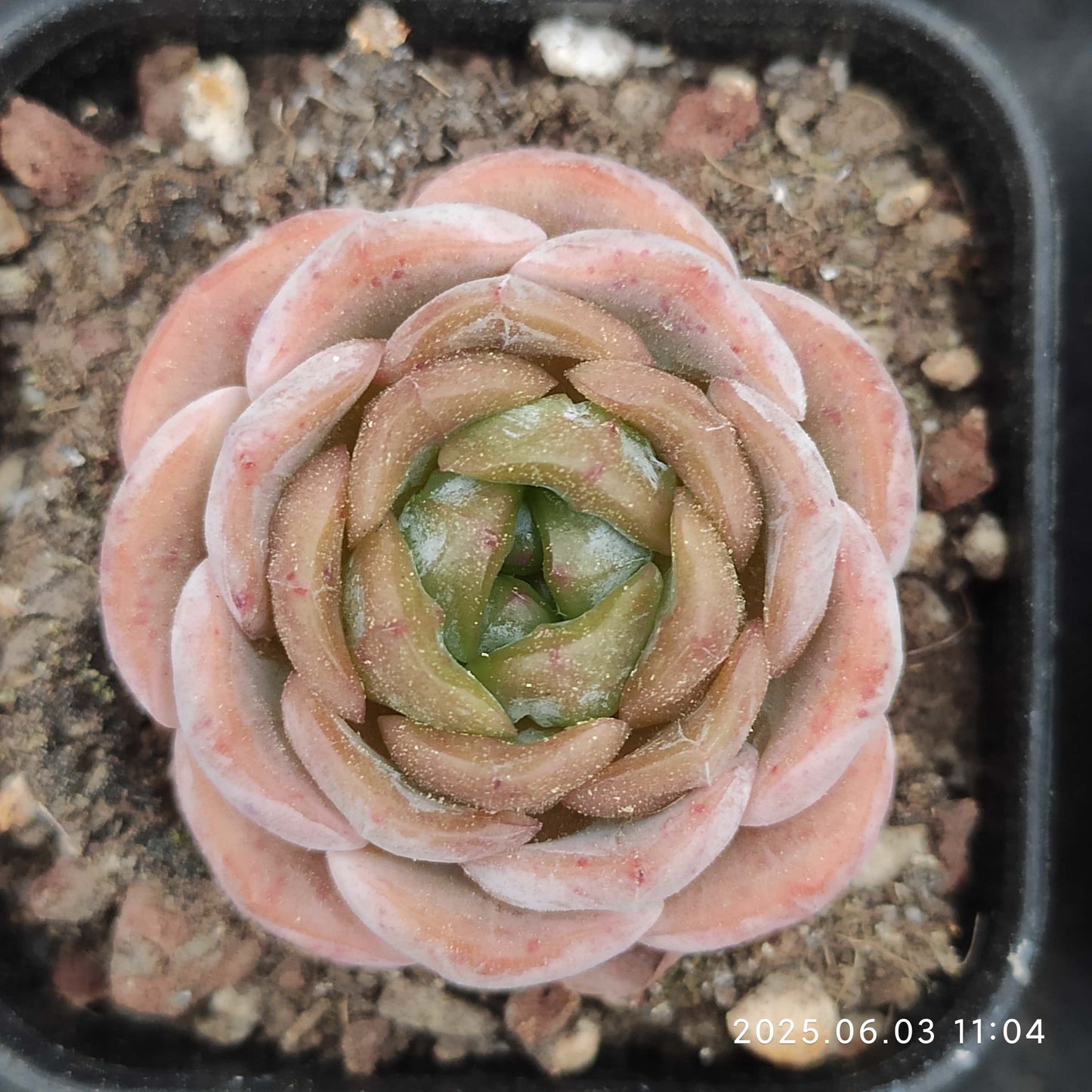 WWA035 アイススピリット（5.5cm pot）