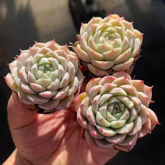 23585 ピンク　ベラー（3cm pot）