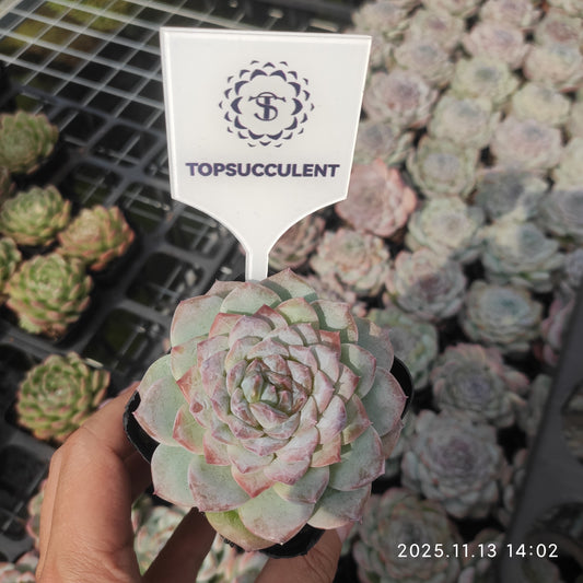 50192  アイススピリット（7cm pot）