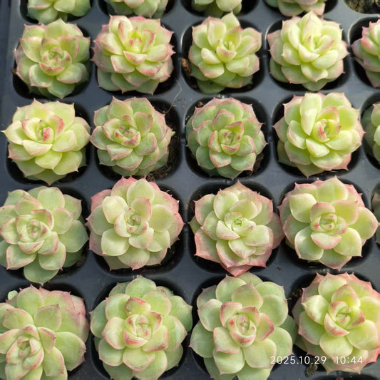 19423 ローズフェアリー（3cm pot）（ポット苗）