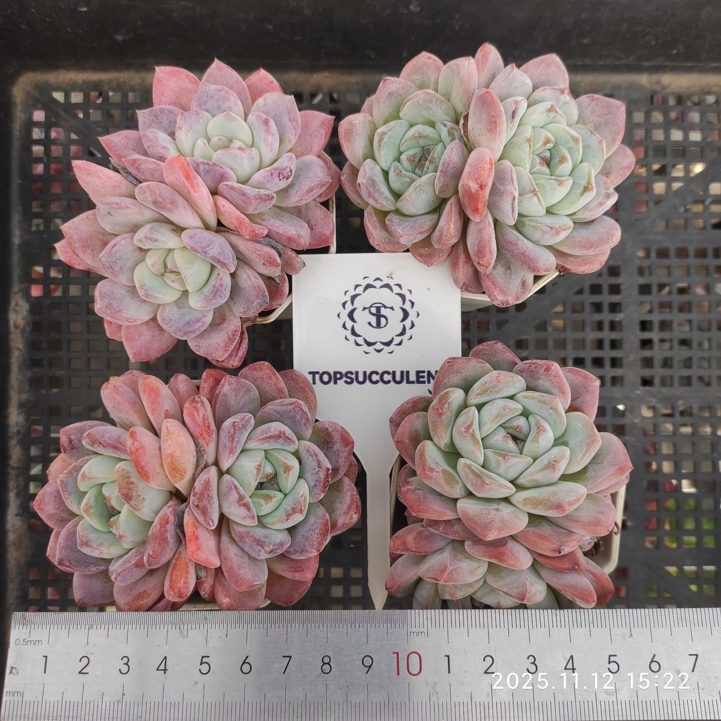 22533  アイスドール（7cm pot）