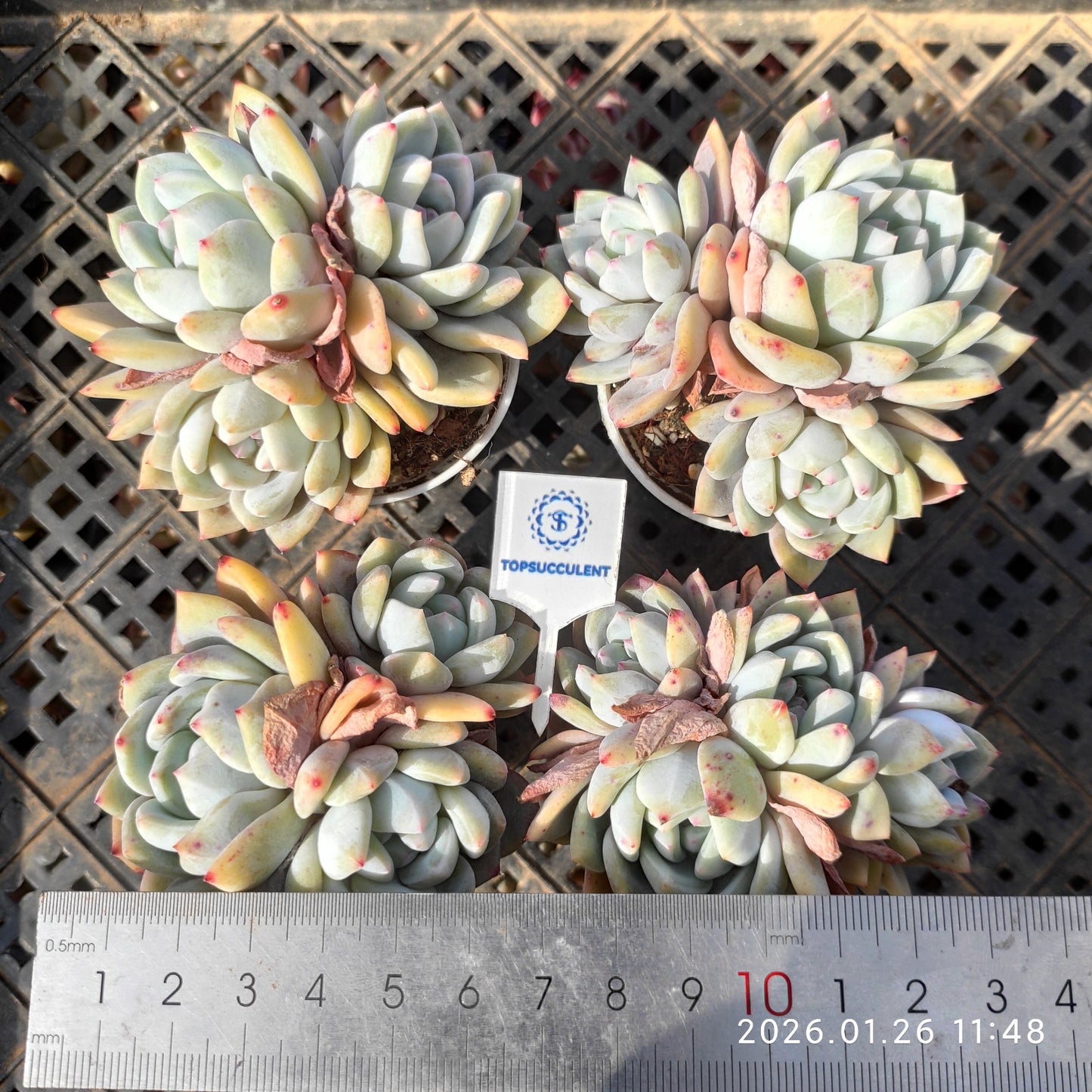 25549 オレンジモンロー