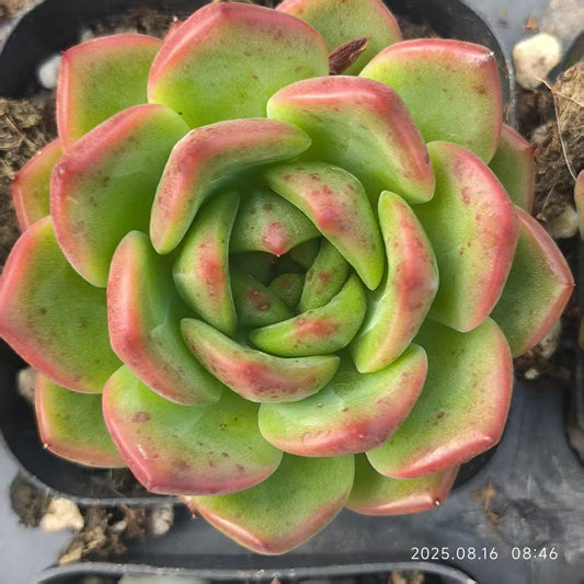 LG739 ロンリーダック（6.5cm pot）