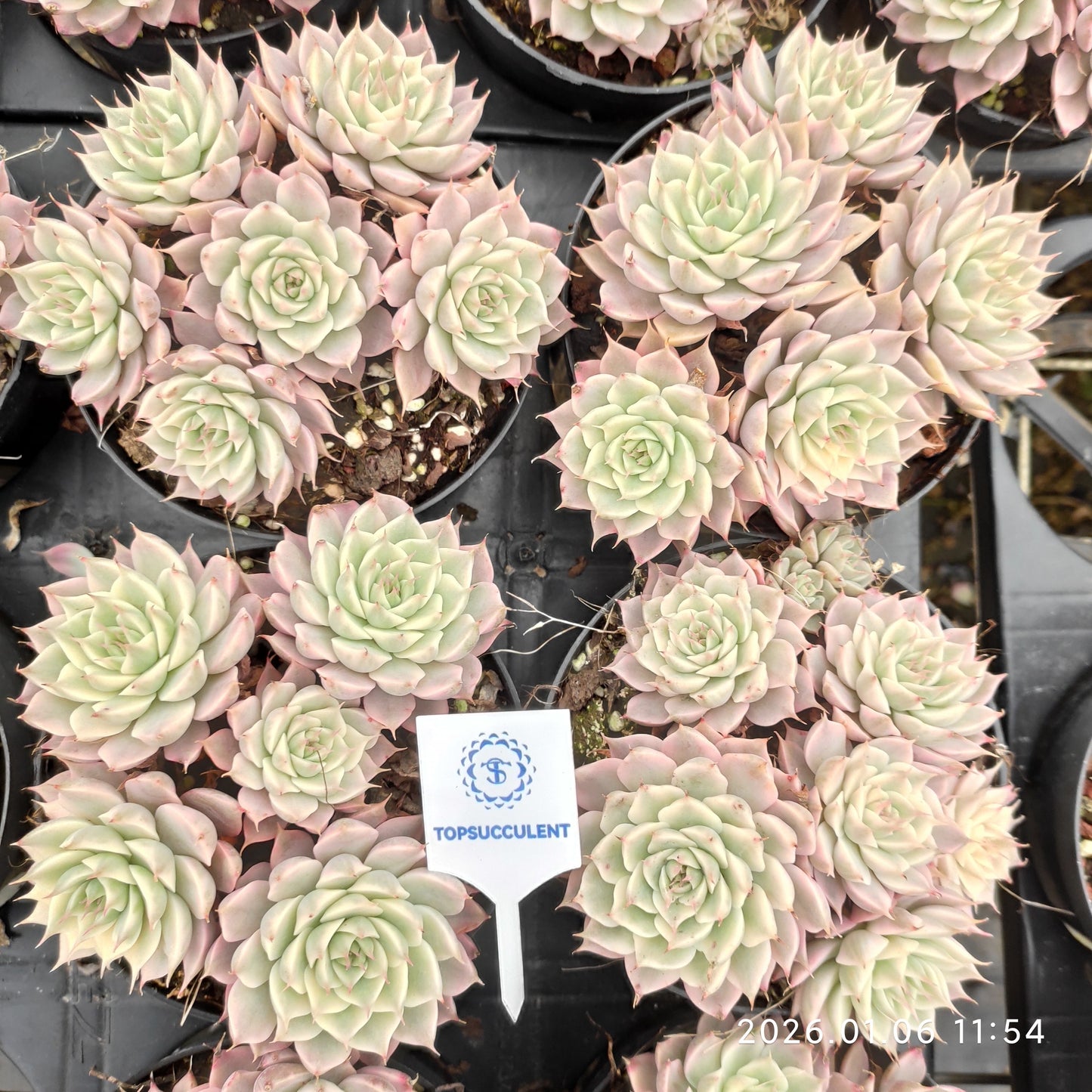 24358 マーガレット錦