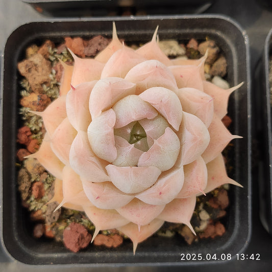 WWA330 マルガン Hyb （5.5cm pot）