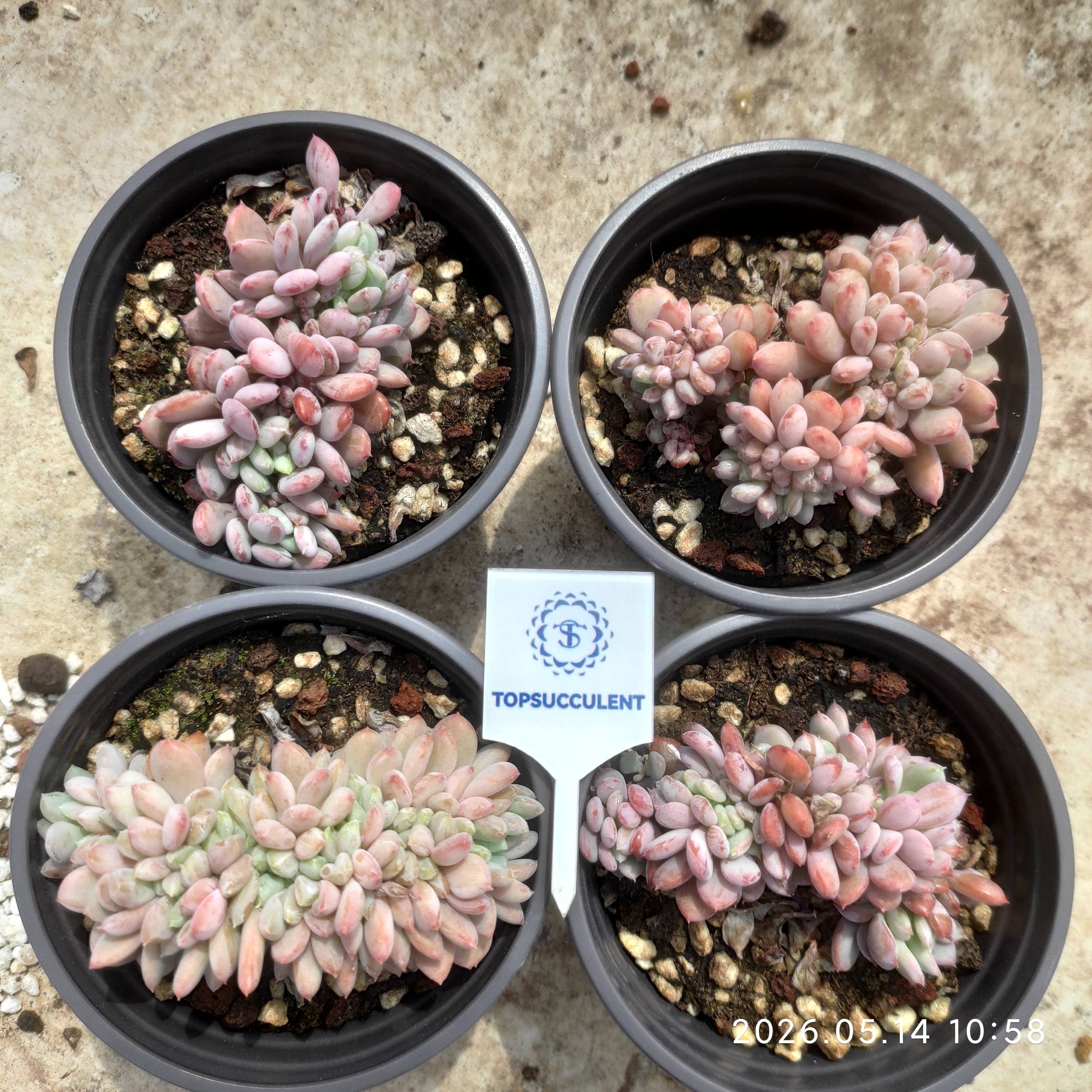 商品一覧 – Page 33 – Top Succulent®