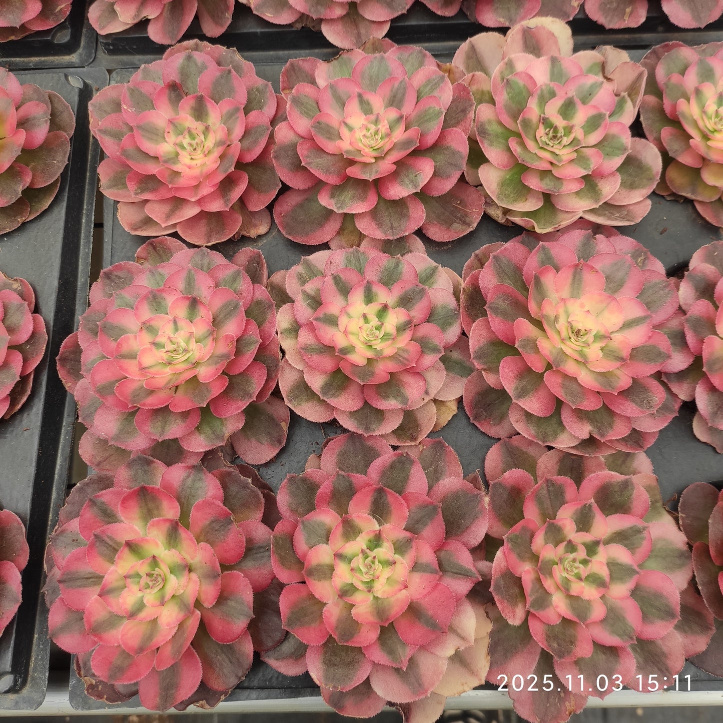 22308 フレーム　ロータス（6cm pot）