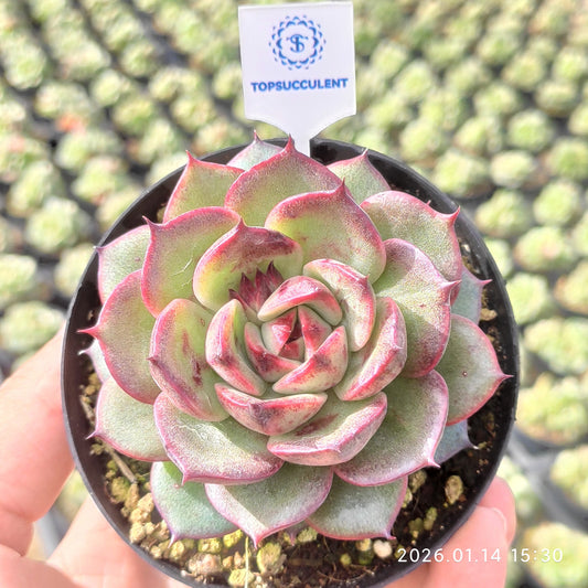 20051 コーラル　ジェニー