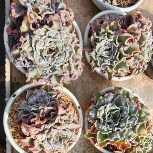 25719 マディバドロップス