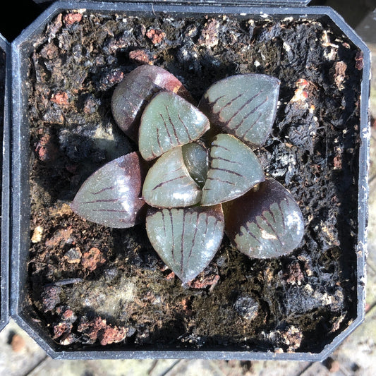 TPKM007 日月潭（3cm pot）