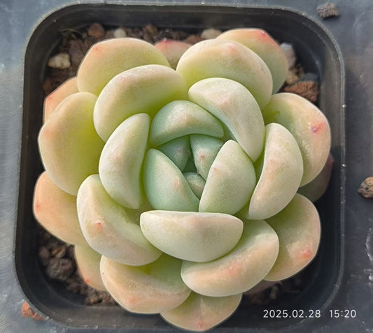 HC243 ビヨンテ Hyb （6.5cm pot）
