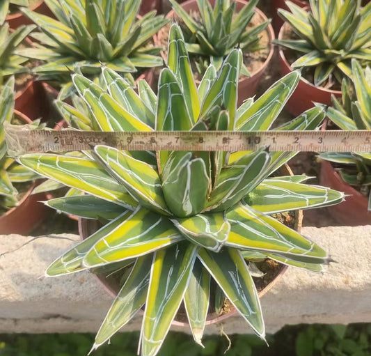 ZL203 笹の雪錦（15cm pot）