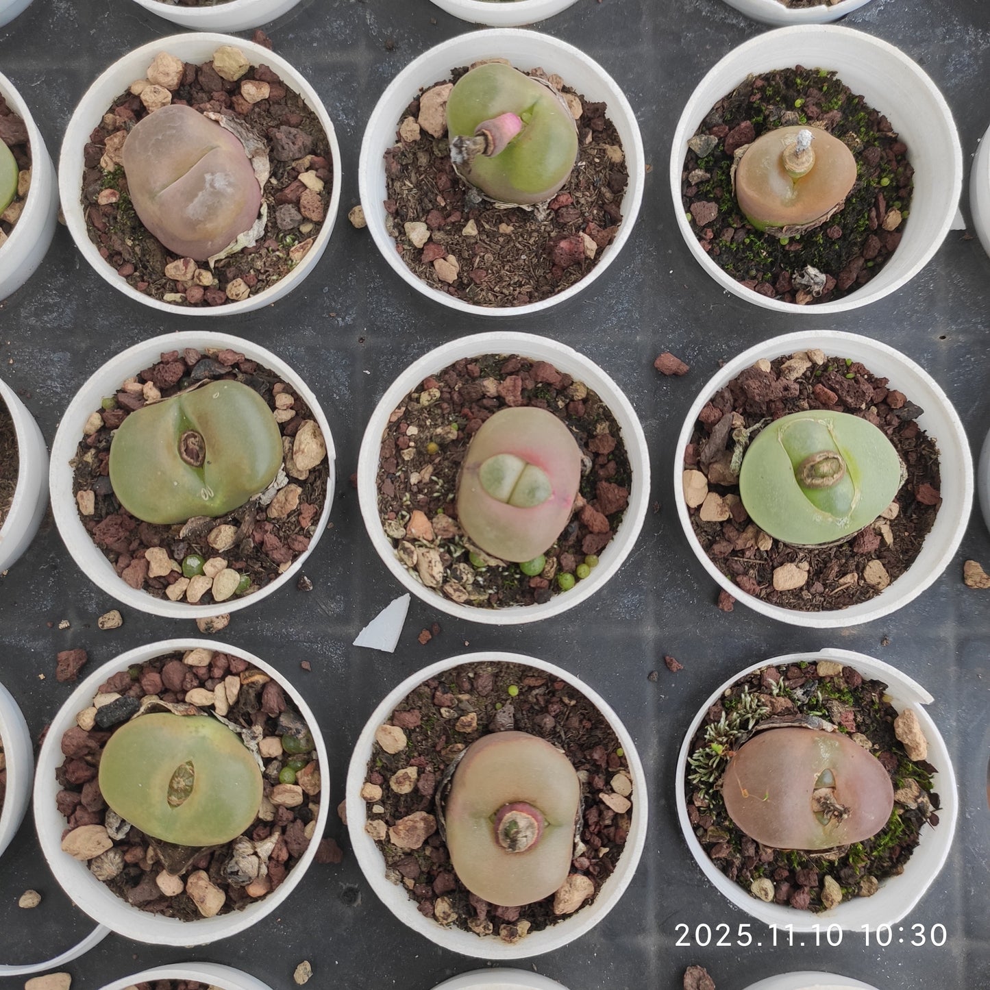 21104 マウガニ一（5cm pot）