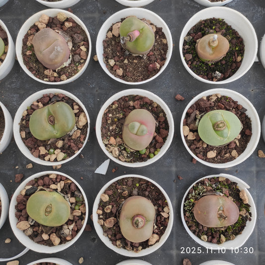 21104 マウガニ一（5cm pot）