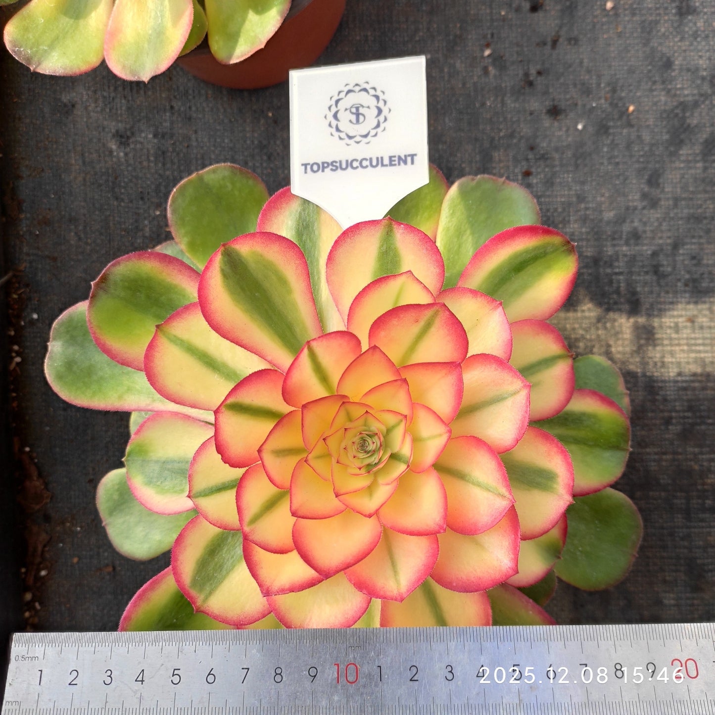 23328 アエオニウム　ゴージャス（18cm pot）