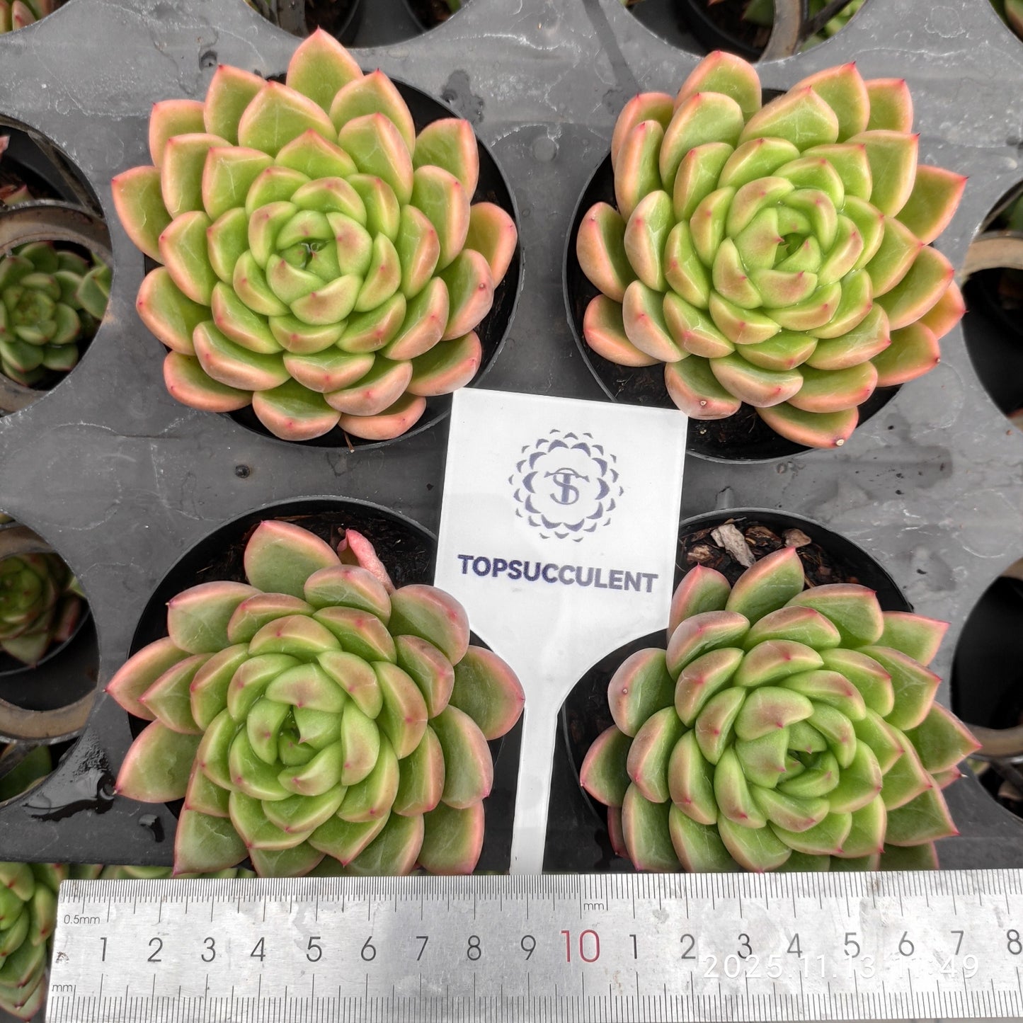 22442  ダイアモンド　ジェニーHyb（9cm pot）