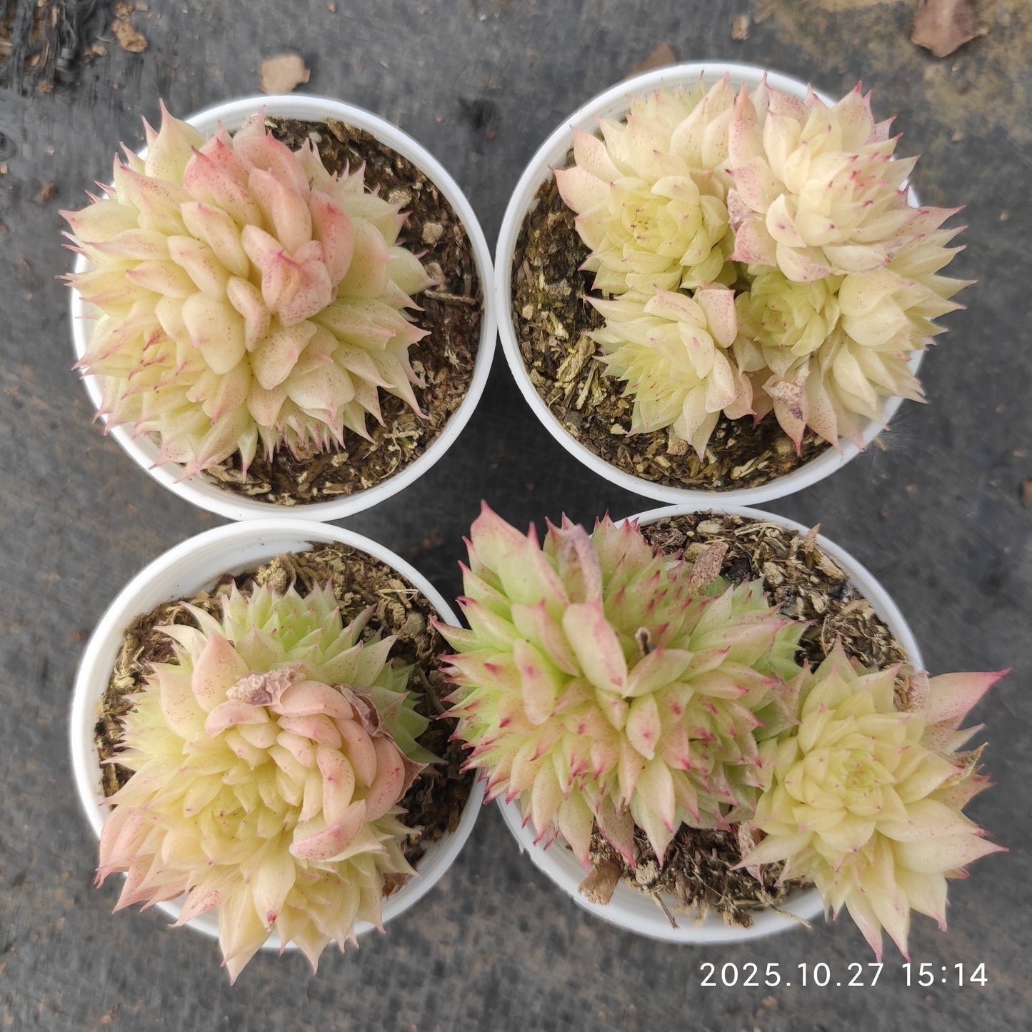 21284 バタフライ　マルギャン（5.5cm pot）