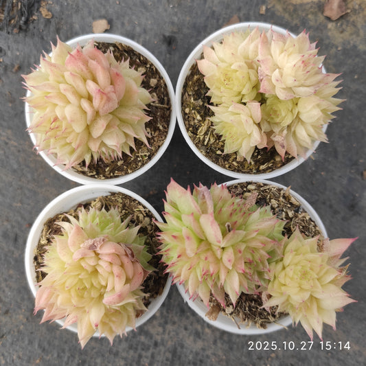 21284 バタフライ　マルギャン（5.5cm pot）