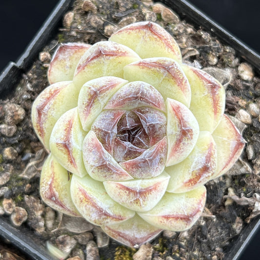 BL997 ホワイト スジョン （7cm pot）