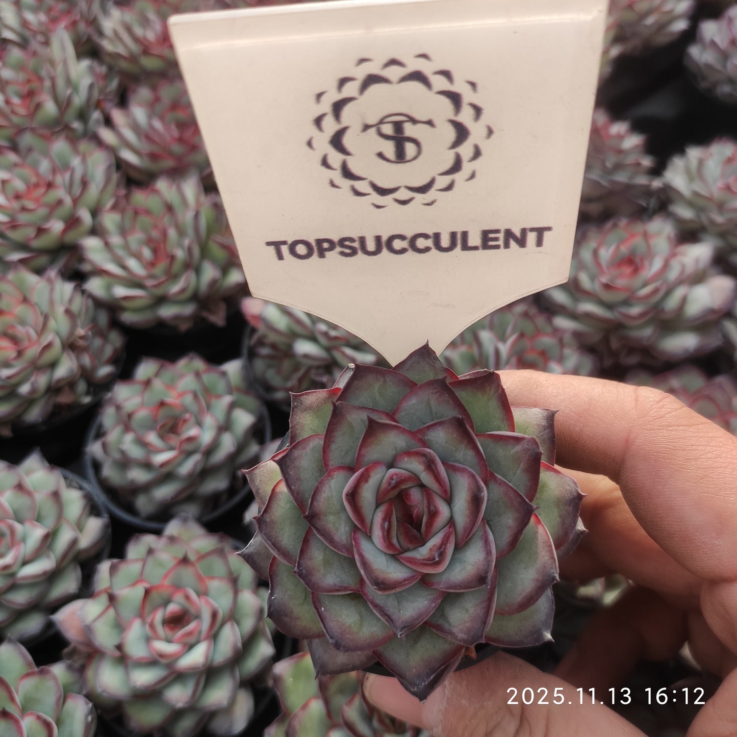 19243 メキシコプリドニス（5.5cm pot）