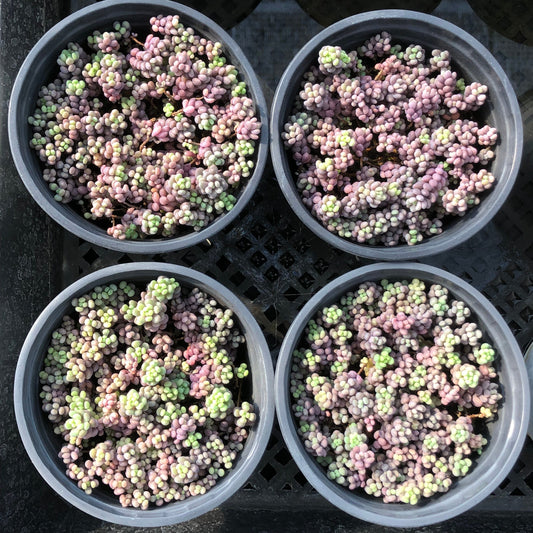 TPKM012-POT セダム　デーシフィラム　ライラク　マウンド(9cm pot)