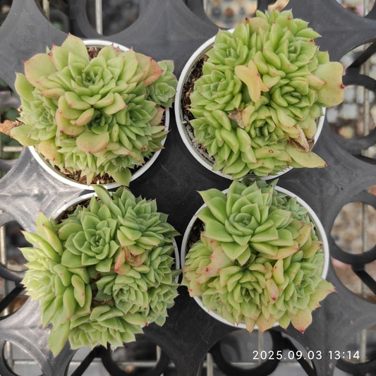 ZZA374 新品種　クイーンローズHyb（5.5cm pot）