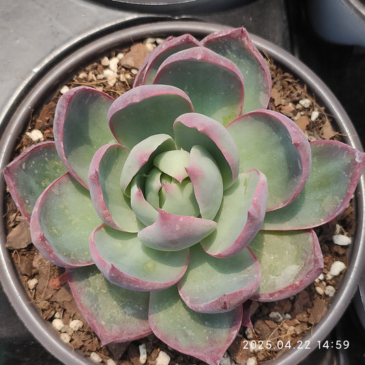 MMY853 カシオ（12cm pot）