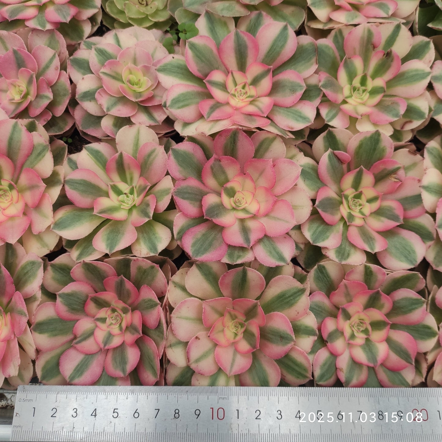 22303 アエオニウム　ゴージャス（6cm pot）